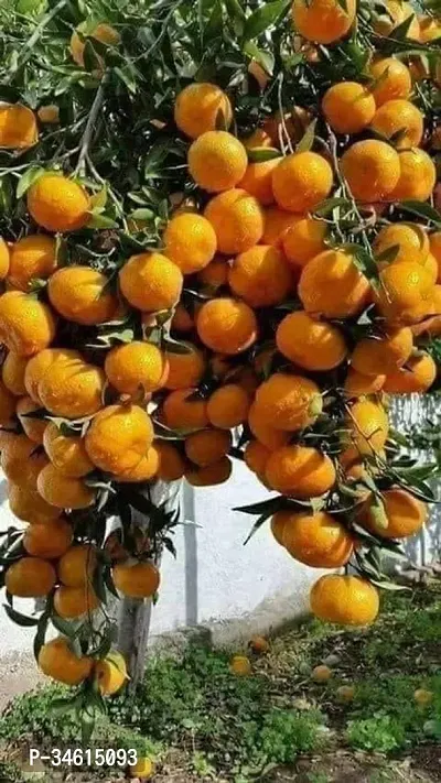 Natural Orange Plant-thumb2