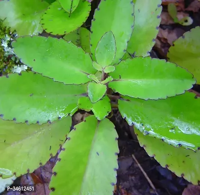 Natural Kalanchoe Plant-thumb3