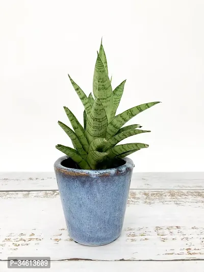 Natural Snake Plant-thumb0