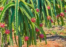 Natural Areca Palm Plant-thumb2