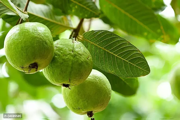 Natural Guava Plant-thumb0