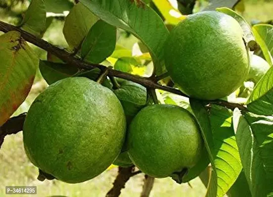 Natural Guava Plant-thumb0