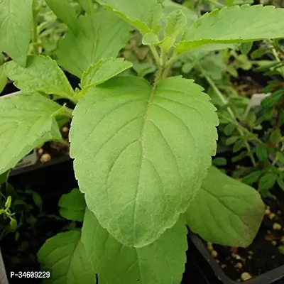 Natural Tulsi Plant-thumb0