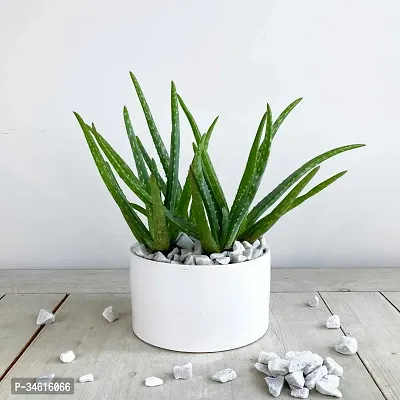 Natural Aloe Vera Plant-thumb0