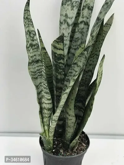 Natural Snake Plant-thumb0