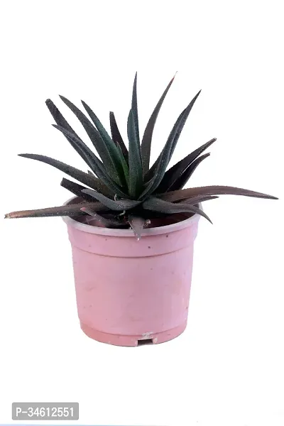 Natural Aloe Vera Plant-thumb0