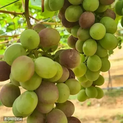 Natural Grapes Plant-thumb0