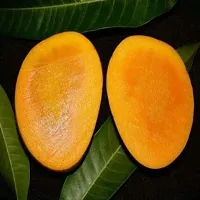 Natural Mango Plant-thumb1