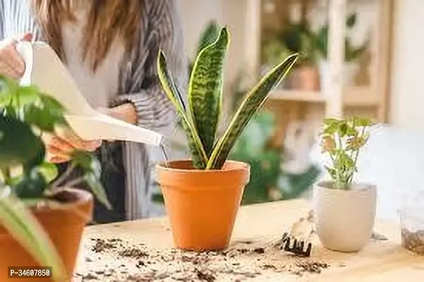 Natural Snake Plant-thumb0