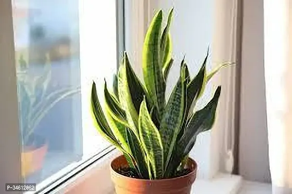 Natural Snake Plant-thumb0