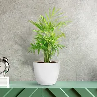 Natural Areca Palm Plant-thumb1