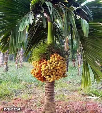 Natural Betel Nutsupari Plant-thumb0