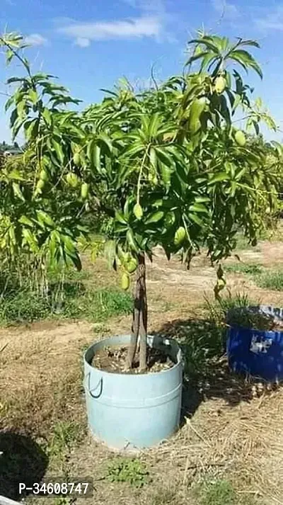 Natural Mango Plant-thumb3