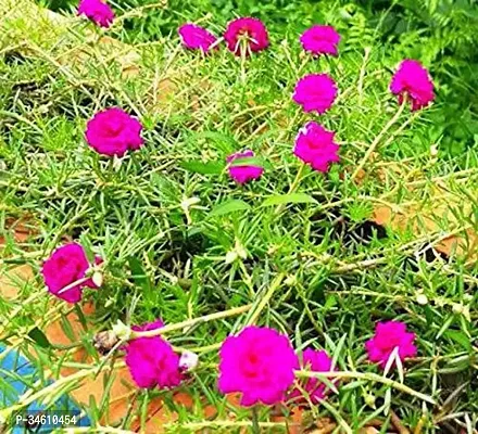 Natural Portulaca Plant-thumb2