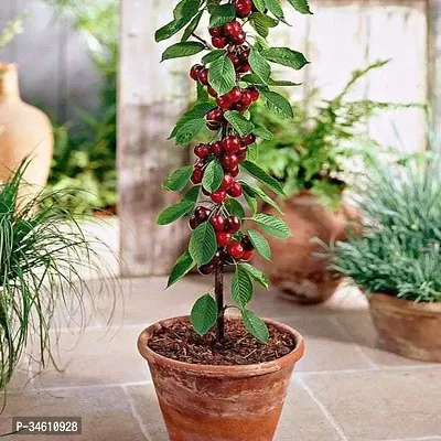 Natural Cherry Fruit Plant-thumb0