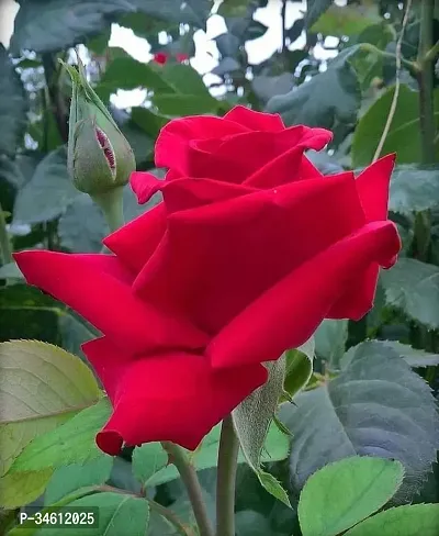 Natural Rose Plant-thumb0