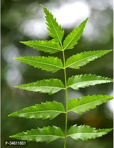 Natural Neem Plant-thumb2