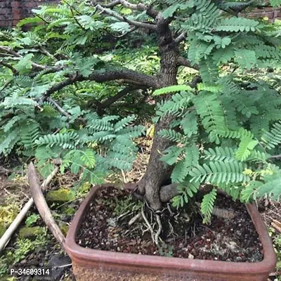 Natural Tamarind Plant-thumb0