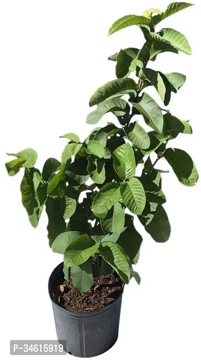 Natural Guava Plant-thumb0