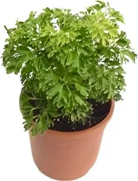 Natural Aralia Plant-thumb1