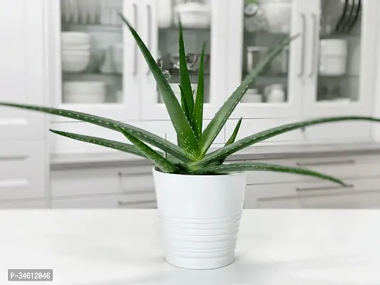 Natural Aloe Vera Plant-thumb0