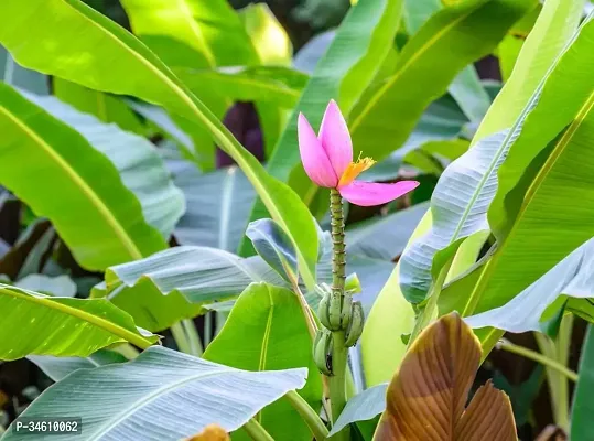 Natural Banana Plant-thumb0