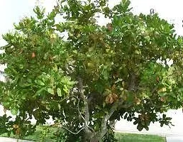 Natural Cashew Plant-thumb1