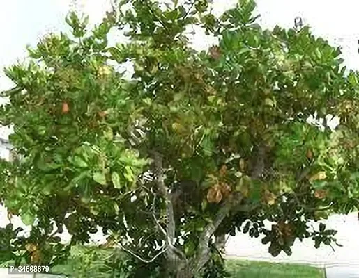 Natural Cashew Plant-thumb2