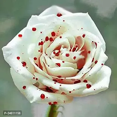 Natural Rose Plant-thumb0