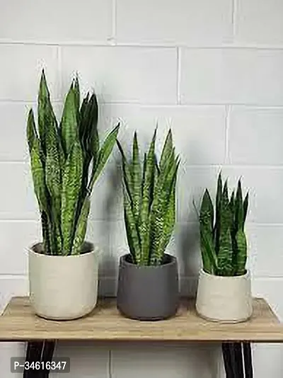 Natural Snake Plant-thumb0