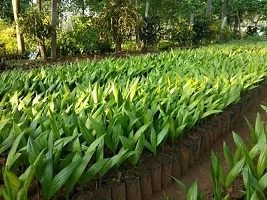 Natural Betel Nutsupari Plant-thumb1