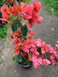 Natural Bougainvillea Plant-thumb1