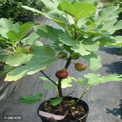 Natural Gularcluster Fig Plant-thumb0