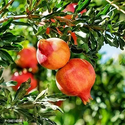 Natural Pomegranate Plant-thumb2