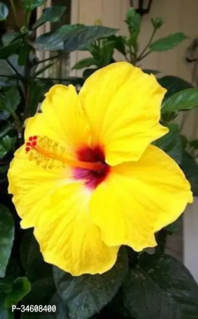 Natural Hibiscus Plant-thumb0