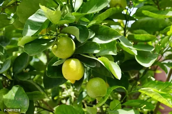 Natural Lemon Plant-thumb0