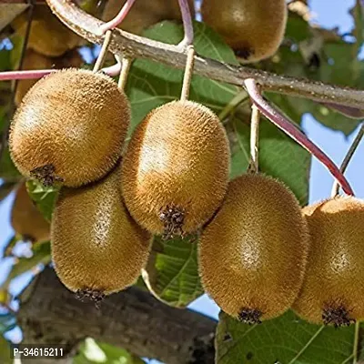 Natural Kiwi Plant-thumb0