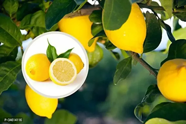 Natural Lemon Plant-thumb0