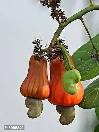 Natural Cashew Plant-thumb0