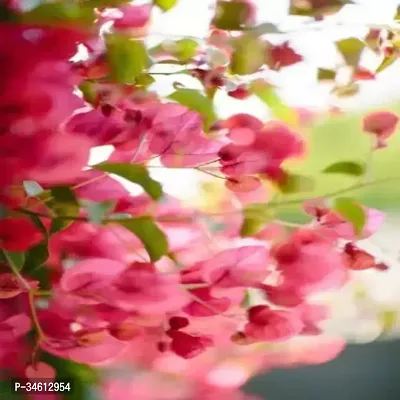 Natural Bougainvillea Plant-thumb0