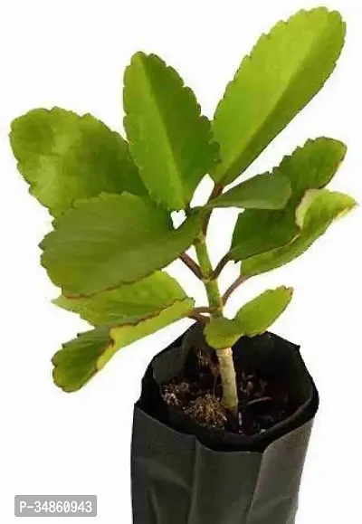 Natural Bryophyllum Pinnatumpatharchatta Plant-thumb0