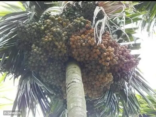 Natural Betel Nutsupari Plant-thumb0