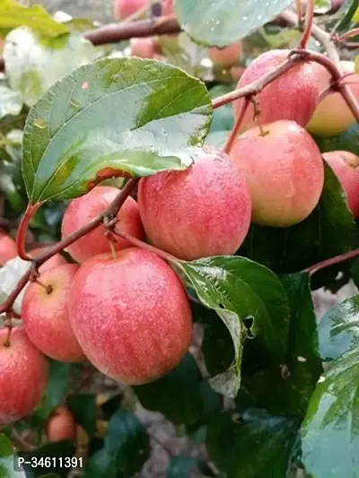 Natural Ber Apple Plant-thumb0