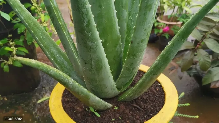 Natural Aloe Vera Plant-thumb0