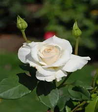 Natural Rose Plant-thumb1