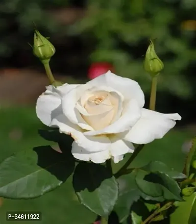 Natural Rose Plant-thumb2