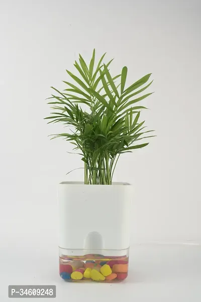 Natural Areca Palm Plant-thumb0