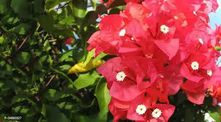 Natural Bougainvillea Plant-thumb0