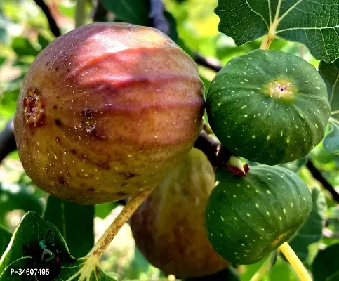 Natural Gularcluster Fig Plant-thumb0