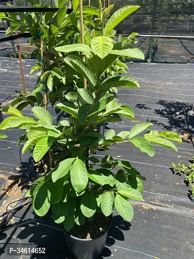 Natural Guava Plant-thumb0